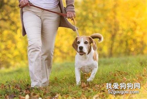 辟谣：猫狗会传播冠状病毒？专家称未发现病毒在宠物与人之间互传