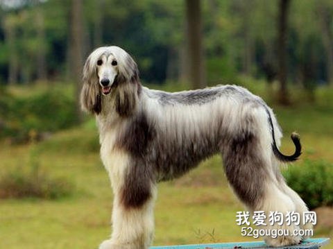 阿富汗犬