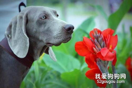 威玛猎犬适合家养吗