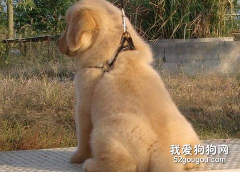 金毛幼犬