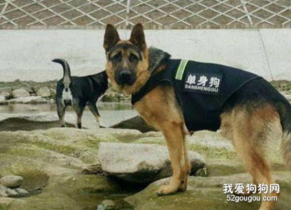 德国牧羊犬穿衣服