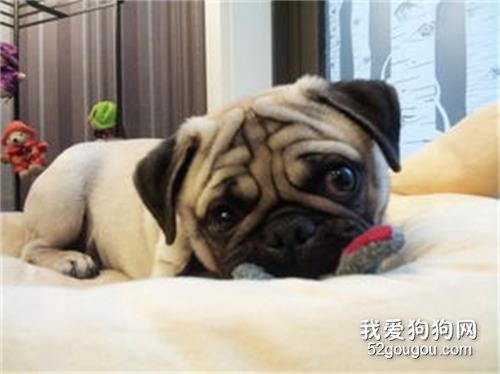 巴哥犬幼崽多少钱一只？