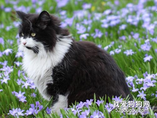 猫的生活习性和外貌特点