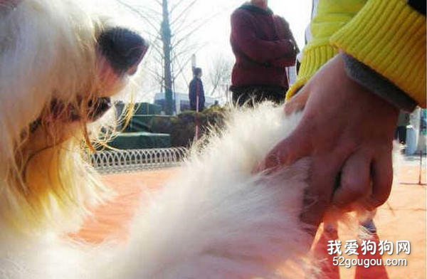 训练古代牧羊犬握手