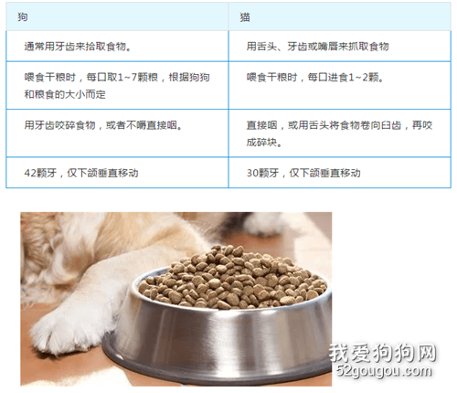 狗狗和猫咪在饮食上有哪些不同？