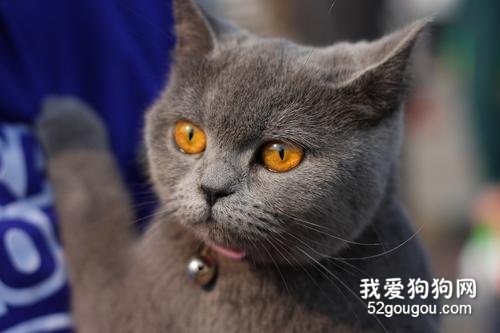 英国短毛猫掉毛吗