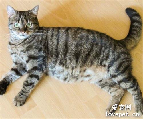 怀孕期及哺乳期的猫妈妈饮食注意事项