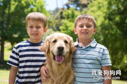 养狗一定要选金毛犬，理由很简单，就6点！