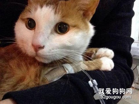 猫咪黄疸治疗