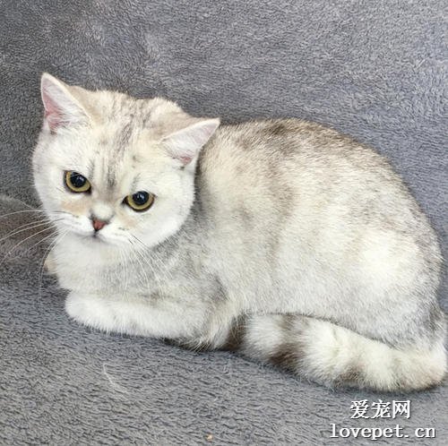 猫咪乳腺癌的症状与预防治疗