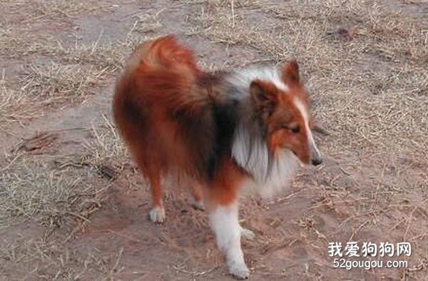 喜乐蒂牧羊犬