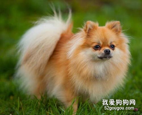 犬猫胰腺炎