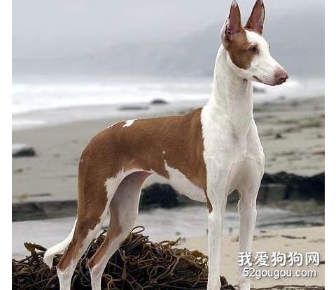 依比沙猎犬