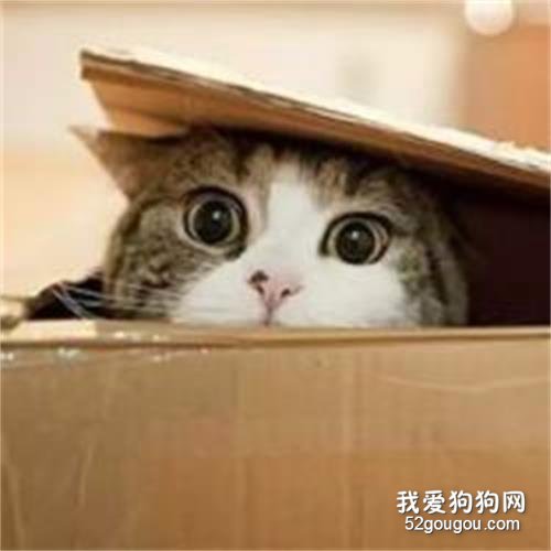 猫咪为什么喜欢钻盒子