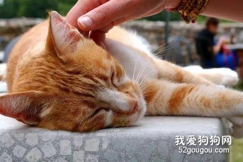 猫猫发出呼噜呼噜的声音是什么意思 并不是睡着了！