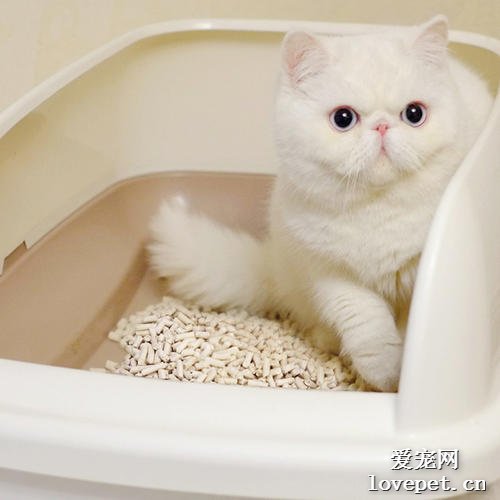 教小猫咪用猫砂有什么方法？