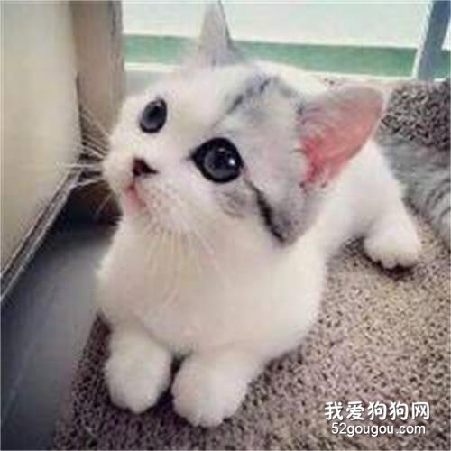 猫多大可以吃卵磷脂?