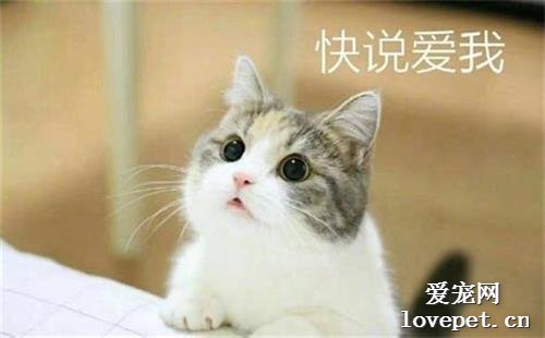 猫青光眼怎样治疗好 需要摘除眼球吗?