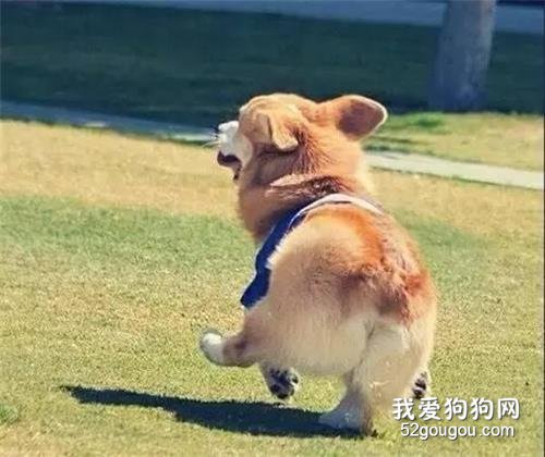 “电臀小王子”柯基犬