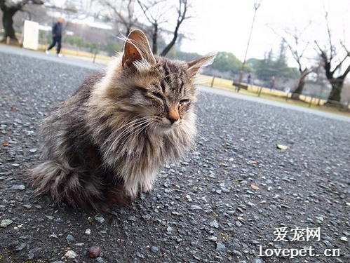 猫咪大全之非洲狮子猫品种介绍