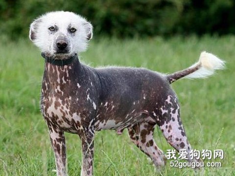 秘鲁无毛犬