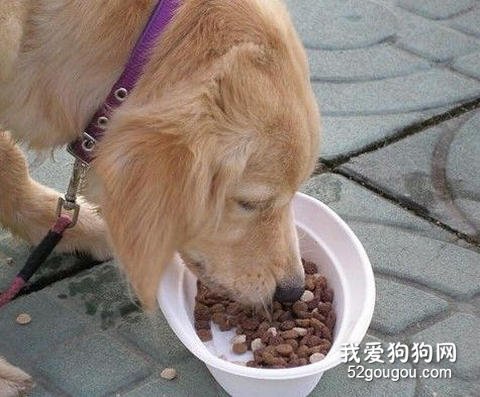 狗狗喂食原则