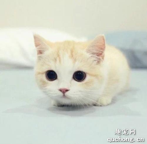 猫咪眼屎黄粘稠怎么回事？