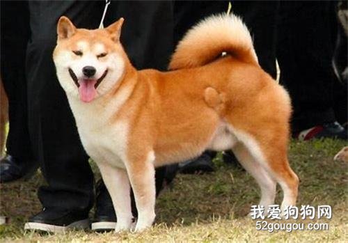 秋田犬如何饲养 混搭是不错的选择！