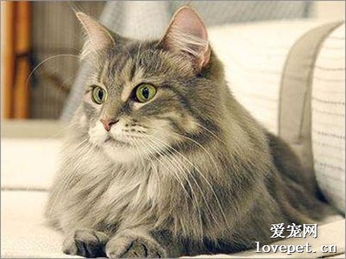 缅甸猫和缅因猫到底有什么区别？