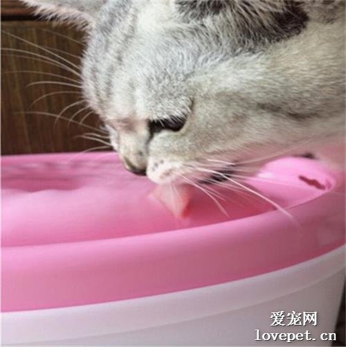 猫咪每天应该喝多少水啊？