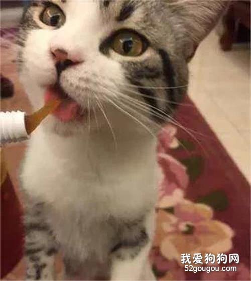 猫吃化毛膏有什么作用 什么时候应该喂？