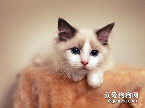 猫毛打结成块怎么处理 饮食也是需要多注意一下的！