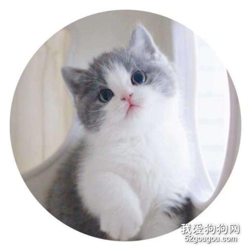 英国短毛猫呕吐怎么治疗