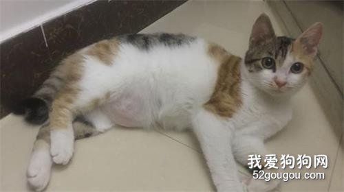 猫咪怀孕期间要注意哪些问题？