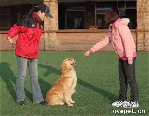 怎样训练狗狗学会拒食,不乱捡东西吃?