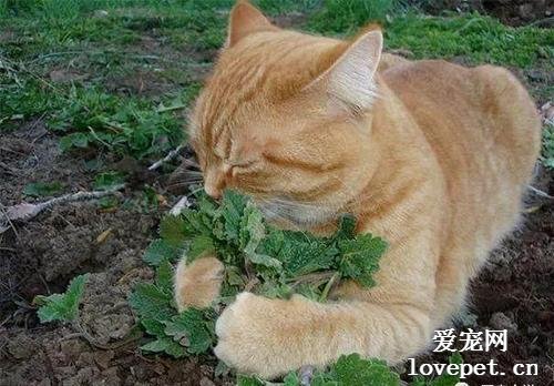 可以让小猫咪接触猫薄荷吗?