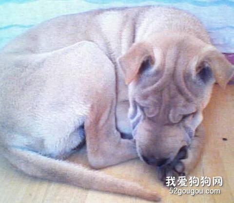 沙皮犬怀孕