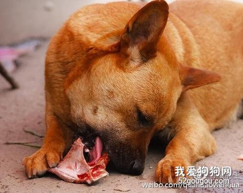 颗粒物狗粮、自做狗饭、生骨肉、剩饭剩菜剩饭，究竟该给狗狗吃什么食物？