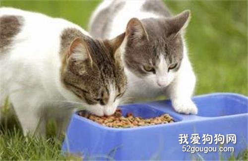 养小猫要准备哪些东西 只买必需品！