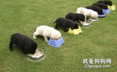 狗狗食量