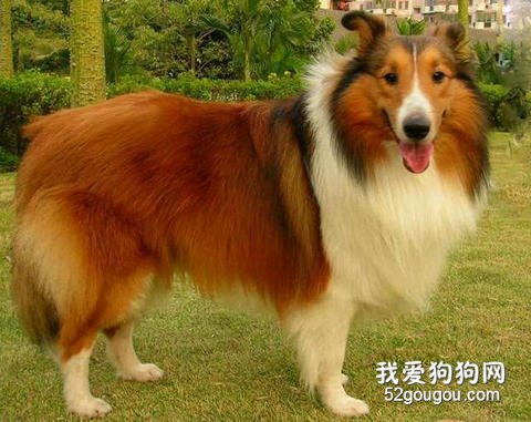 饲养喜乐蒂牧羊犬