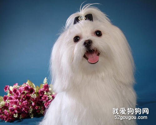 适合家养的中小型犬有哪些？