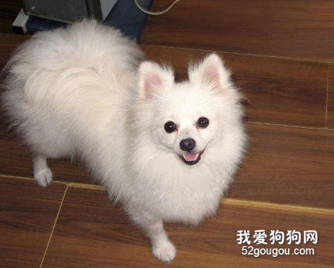 博美犬日常护理