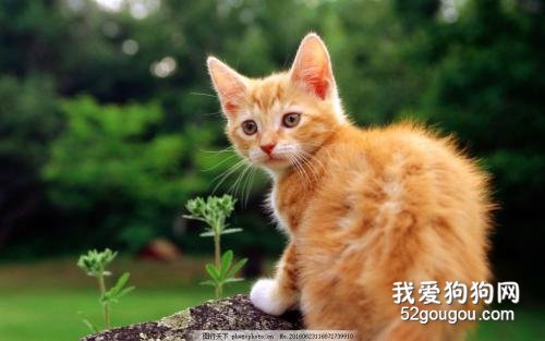 小猫爱放屁很臭怎么办 原因是有三种情况！