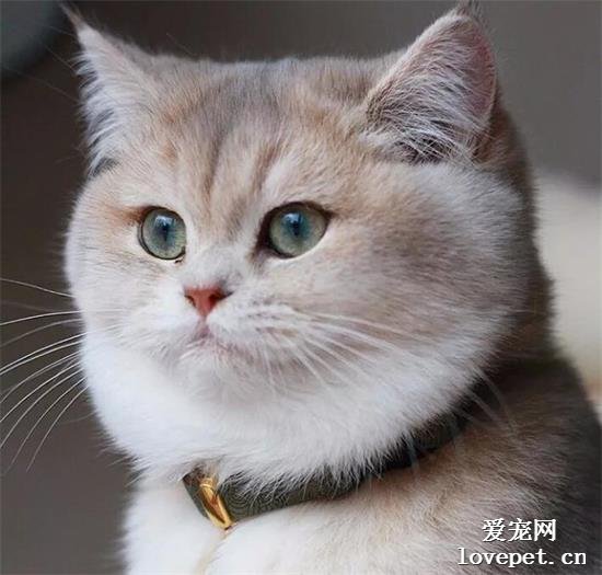 猫咪溴氯菊酯中毒怎么办？