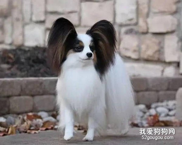 蝴蝶犬