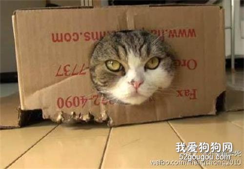 猫咪为什么喜欢钻盒子