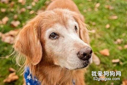 老龄犬喂养技巧：喂养老年狗狗的10条建议