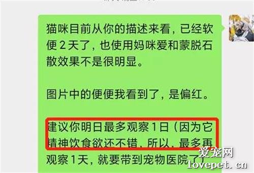 猫突然拉稀，棕红色软便，要不要去医院？！