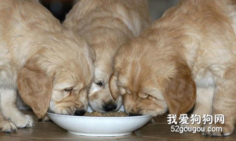 狗狗饮食卫生